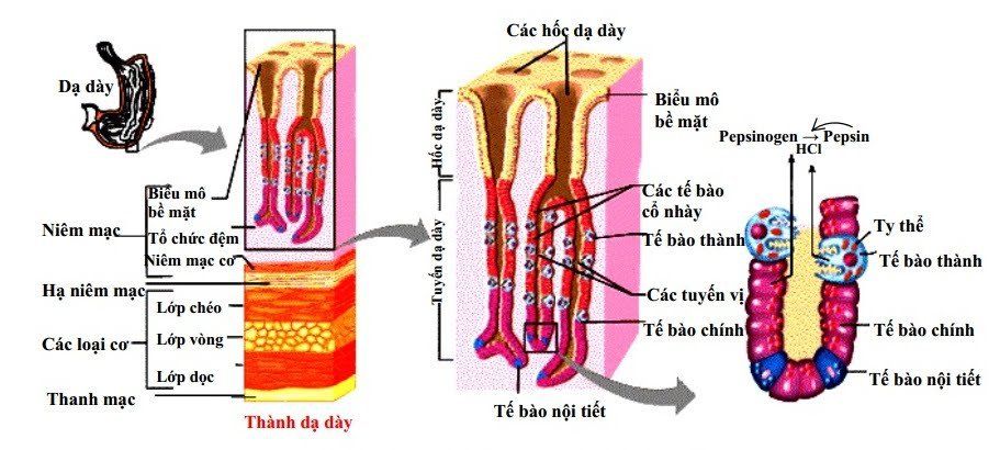 Dịch vị: Đặc tính và tác dụng
