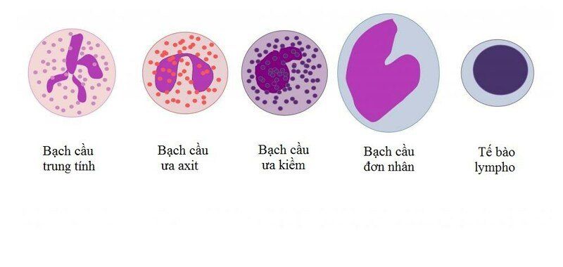 Xét nghiệm monospot để tìm kháng thể bệnh mono