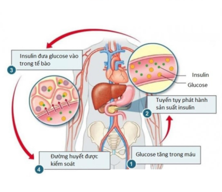 Cơ thể bạn tạo ra Glucose như thế nào?