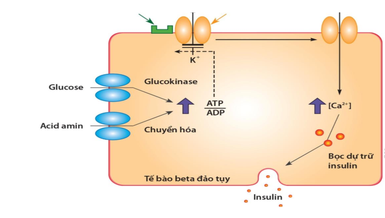 Cơ thể bạn tạo ra Glucose như thế nào?