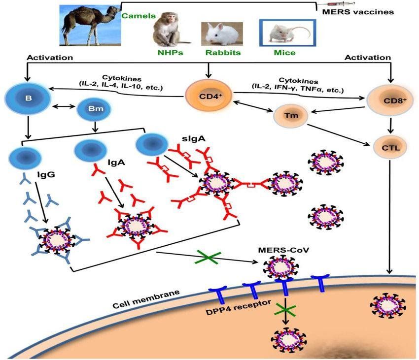 Diễn biến dịch bệnh và cách phòng ngừa MERS-CoV