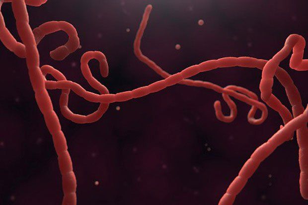 Dịch Ebola bùng phát ở đâu?