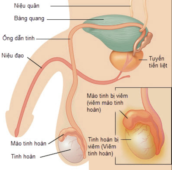 Vai trò của tinh hoàn trong hệ thống nội tiết