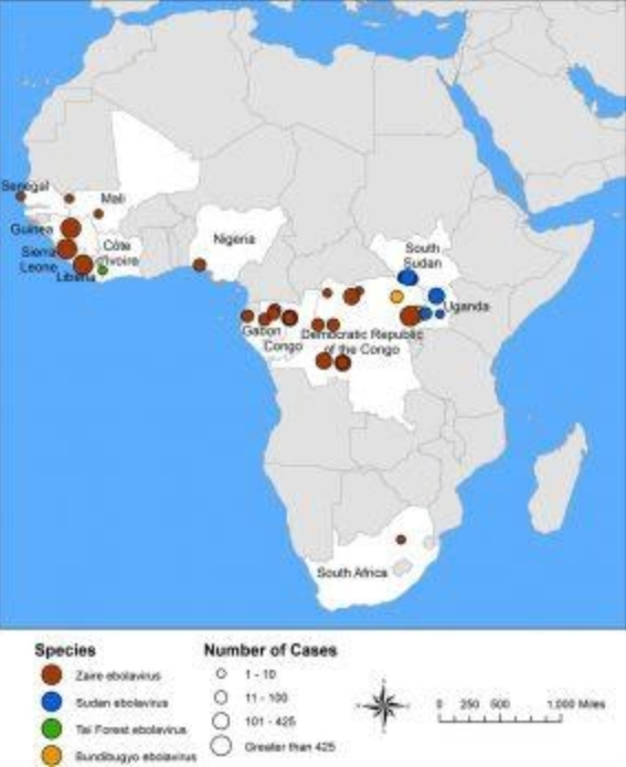 Chẩn đoán và điều trị bệnh do virus Ebola theo hướng dẫn của Bộ Y tế