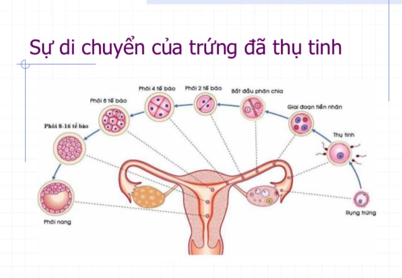 Bao lâu sau khi có bầu thì thai vào tử cung?