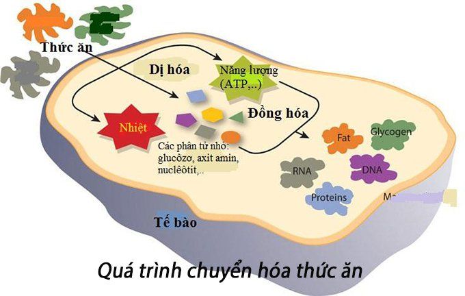 Ăn uống ảnh hưởng đến lượng đường trong máu của bạn như thế nào?