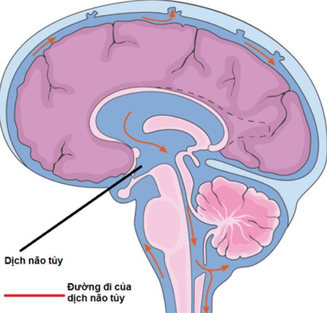 Hội chứng màng não: Dấu hiệu, nguyên nhân và cách điều trị