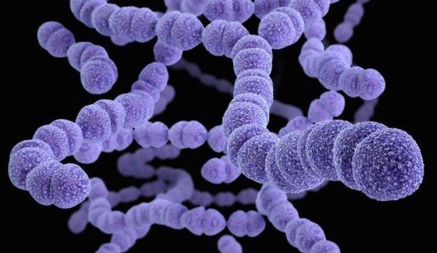 Vắc-xin phế cầu Prevenar 13 cho người lớn phòng bệnh gì?