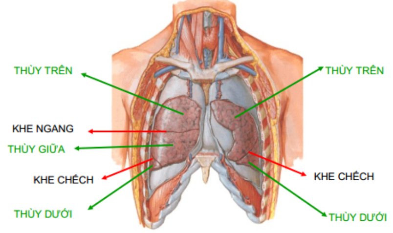 6. Hình ảnh và phương pháp chẩn đoán bệnh lý các thùy phổi phải