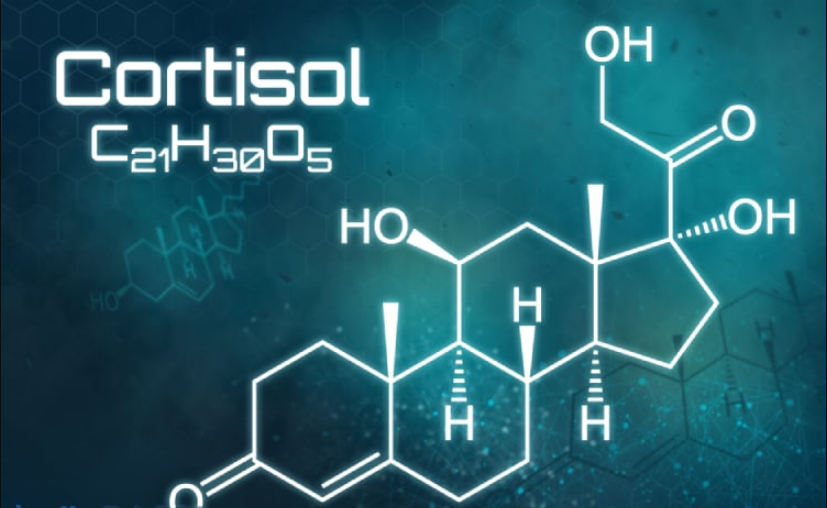 Nồng độ cortisol trong máu
