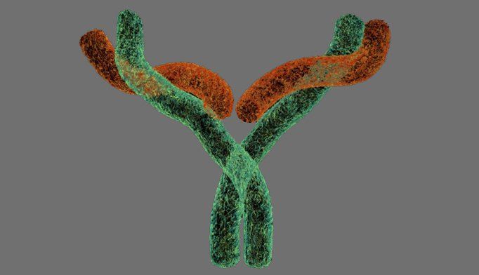 Ý nghĩa của các kháng thể trong bệnh Lupus ban đỏ hệ thống