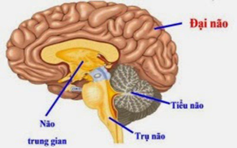 Chức năng của bán cầu não phải