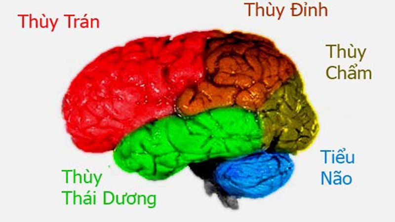 Chức năng của bán cầu não phải