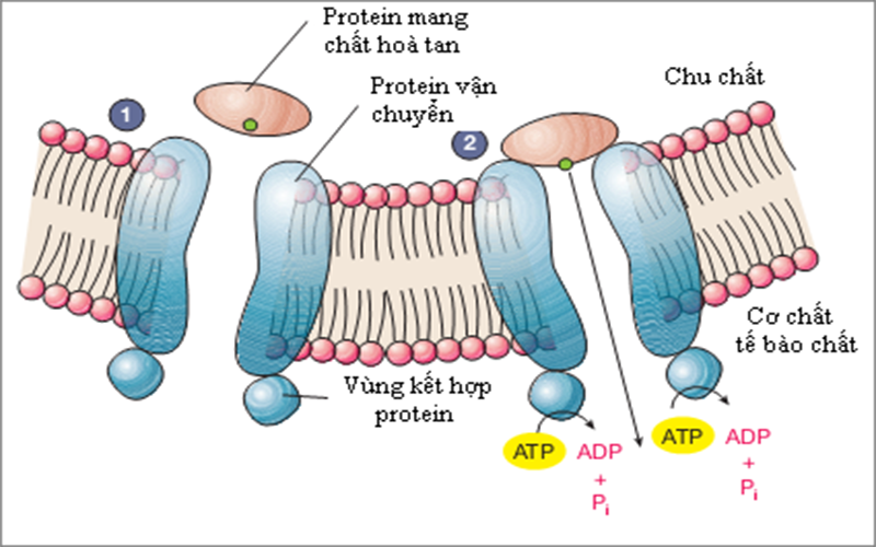 9 chức năng quan trọng của protein đối với cơ thể