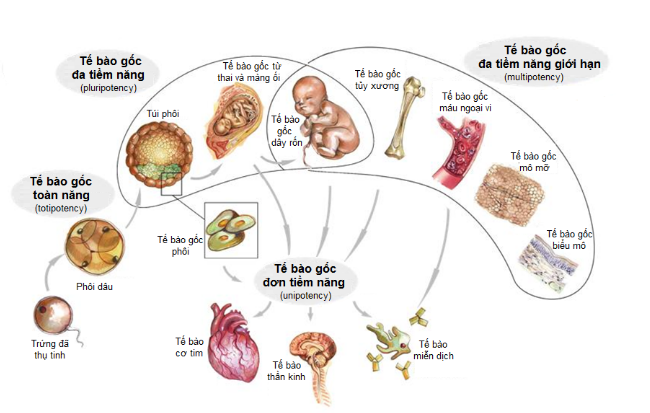 Khả năng biệt hóa của tế bào gốc