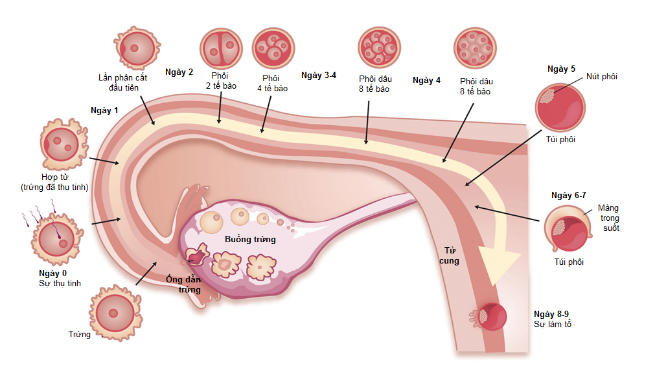 Khả năng biệt hóa của tế bào gốc