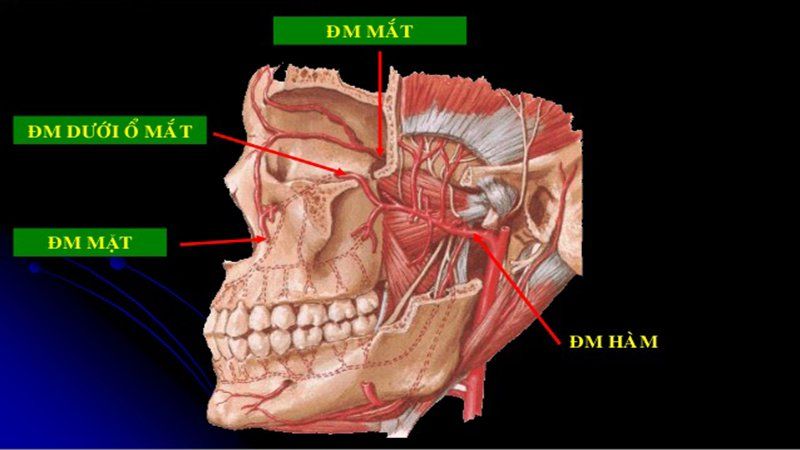 Cấp cứu chảy máu mũi: Những điều cần biết