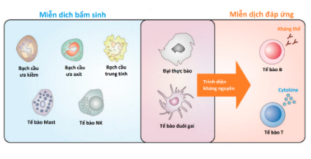 Tế bào T hỗ trợ và cơ chế hoạt động trong hệ miễn dịch