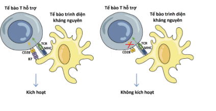 Tế bào T hỗ trợ và cơ chế hoạt động trong hệ miễn dịch