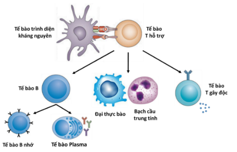 Tế bào T hỗ trợ và cơ chế hoạt động trong hệ miễn dịch