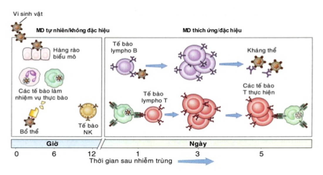 Tính không đặc hiệu của đáp ứng miễn dịch thể dịch