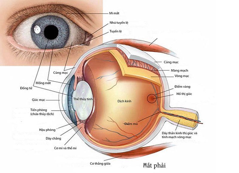 Tìm hiểu về kích thước đồng tử và đường kính giác mạc