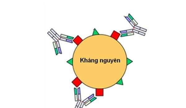 Sơ lược những phương pháp chẩn đoán huyết thanh - Phần 1