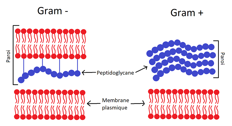 Thuốc lysozyme chloride là thuốc gì? Công dụng và liều dùng