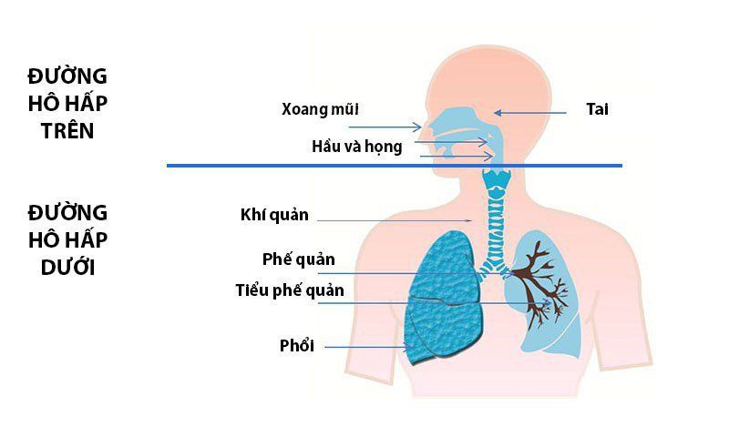 Gây mê nội khí quản trong phẫu thuật vết thương hở ở ngực