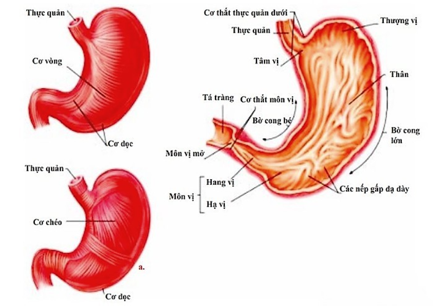 Bệnh viêm loét bờ cong lớn dạ dày: Nguyên nhân và cách điều trị