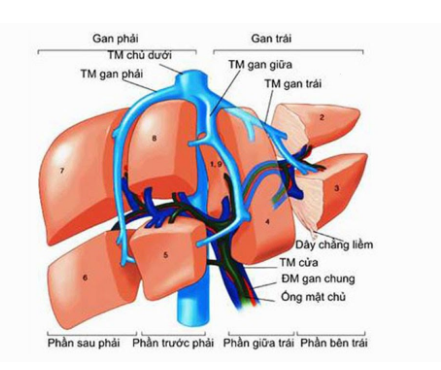 Một số điểm về giải phẫu và phân chia thùy gan