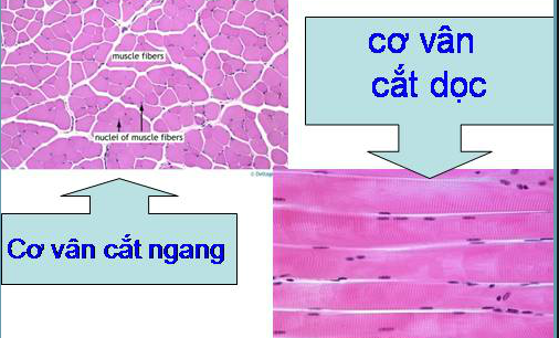 Các chức năng của hệ thống cơ bắp trong cơ thể