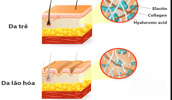 Bổ sung collagen: Lợi ích, an toàn và tác dụng