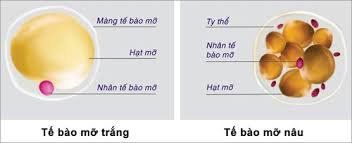 Có bao nhiêu calo trong một khối mỡ cơ thể?