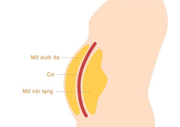 Các loại chất béo cơ thể: Lợi ích, nguy cơ, và nhiều hơn nữa