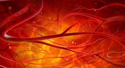 Ba loại mạch máu chính trong cơ thể là gì?