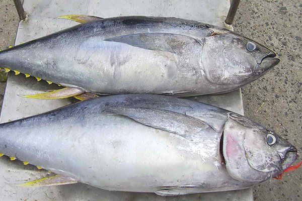 Thành phần dinh dưỡng trong cá ngừ đại dương