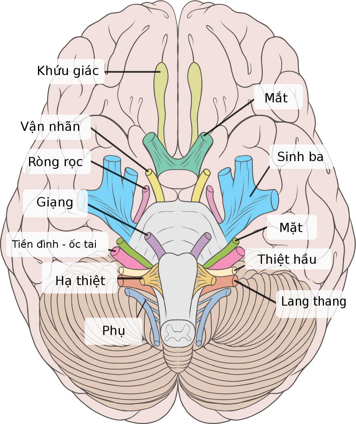 Cách khám 12 đôi dây thần kinh sọ não