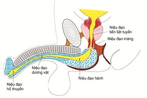 Chỉ định mở rộng lỗ sáo