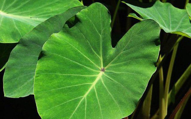Lá khoai môn: Dinh dưỡng, lợi ích và công dụng