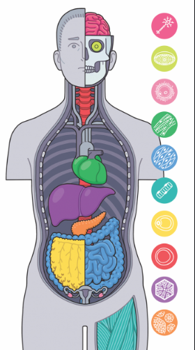 12 chất bổ sung chống lão hóa tốt nhất