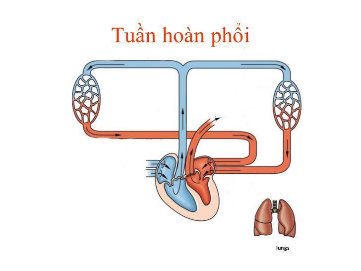 Máu lưu thông qua phổi như thế nào?