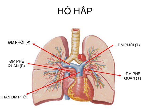 Máu lưu thông qua phổi như thế nào?