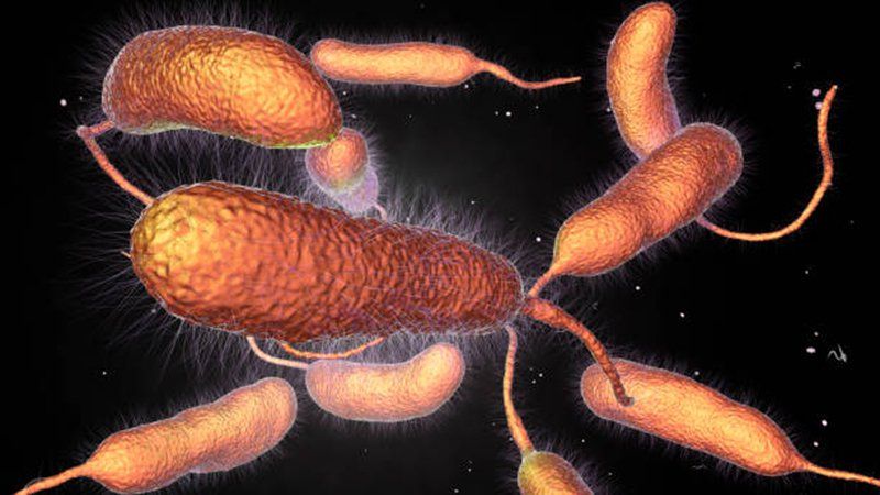 Đặc điểm vi khuẩn tả Vibrio Cholerae