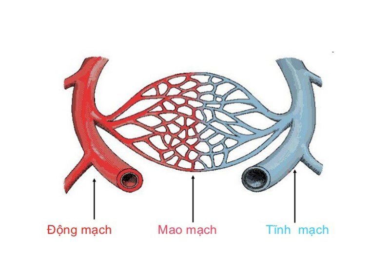 Đặc điểm sinh lý của mạch máu