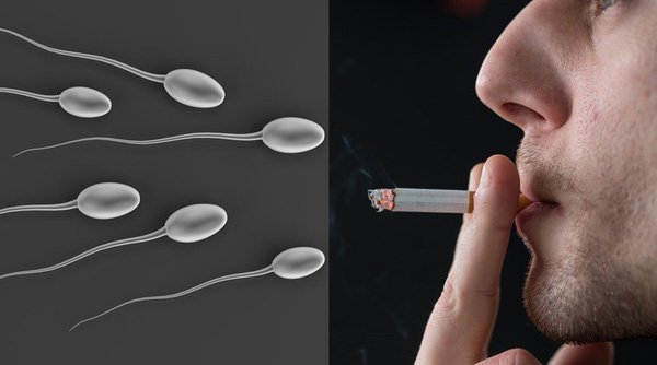 Quá trình hình thành tinh trùng quyết định khả năng sinh sản của nam giới