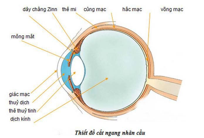 Gây tê cạnh nhãn cầu phẫu thuật bong võng mạc