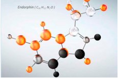 Tại sao chúng ta cần Endorphin?