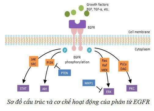 Đột biến EGFR T790M trong huyết tương bệnh nhân ung thư phổi không tế bào nhỏ thông qua exosome