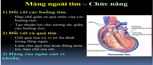 Ép tim cấp là gì? Các dấu hiệu nhận biết và điều trị
